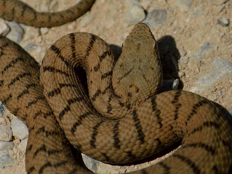 Vipera aspis dei Monti Lessini